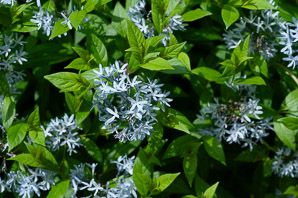 Amsonia tabernaemontana (dwarf bluestar, common bluestar)