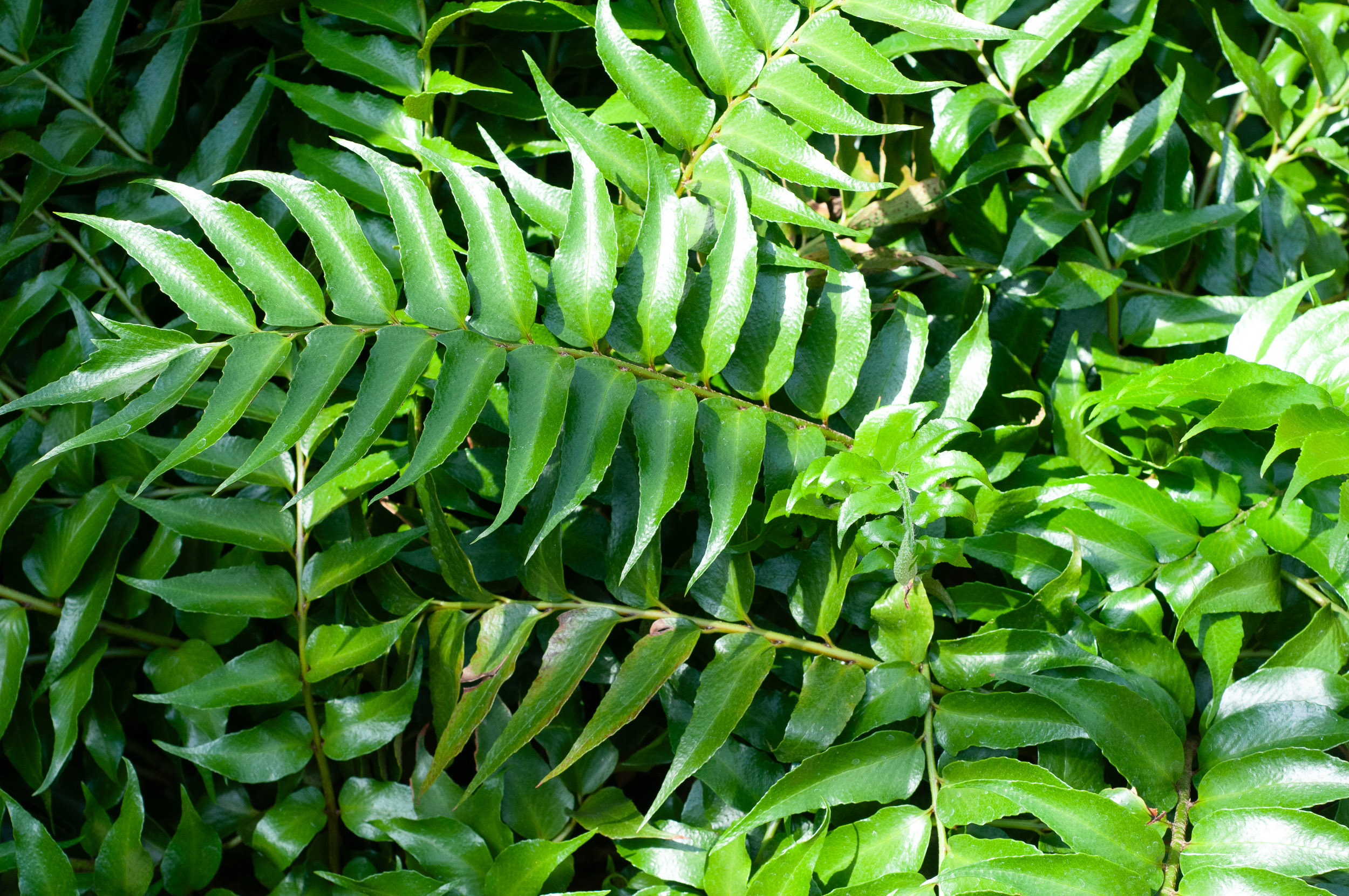 La Falcatum Cyrtomium è una specie di felce spesso utilizzata per conferire verticalità al giardino; originaria della Cina e del Giappone questa pianta sempreverde presenta lunghe foglie di colore verde scuro