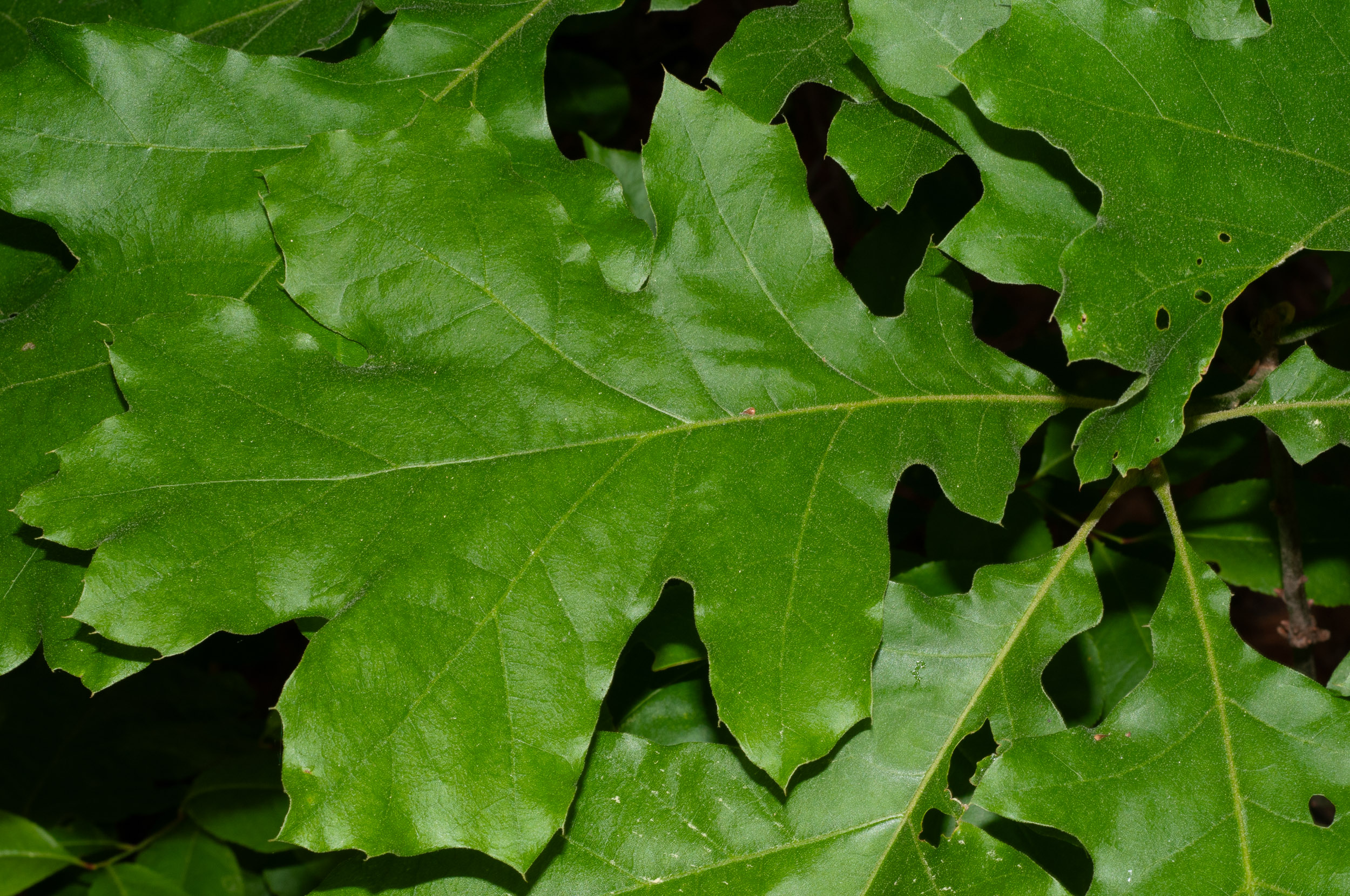 Quercus velutina (Eastern Black Oak)