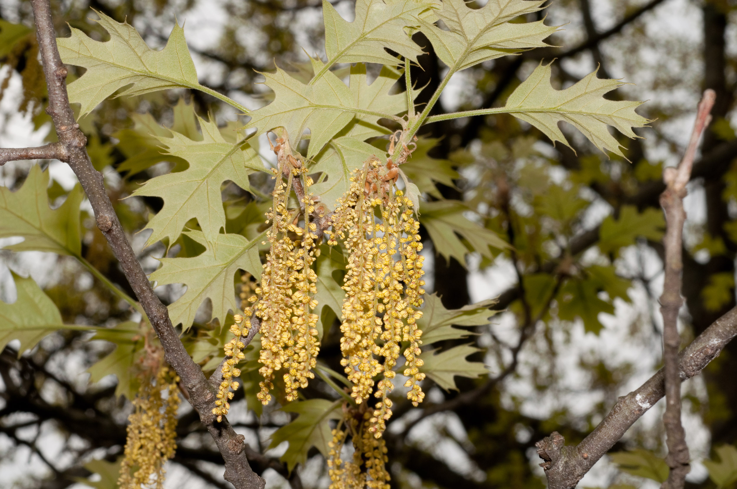 Quercus velutina (Eastern Black Oak)