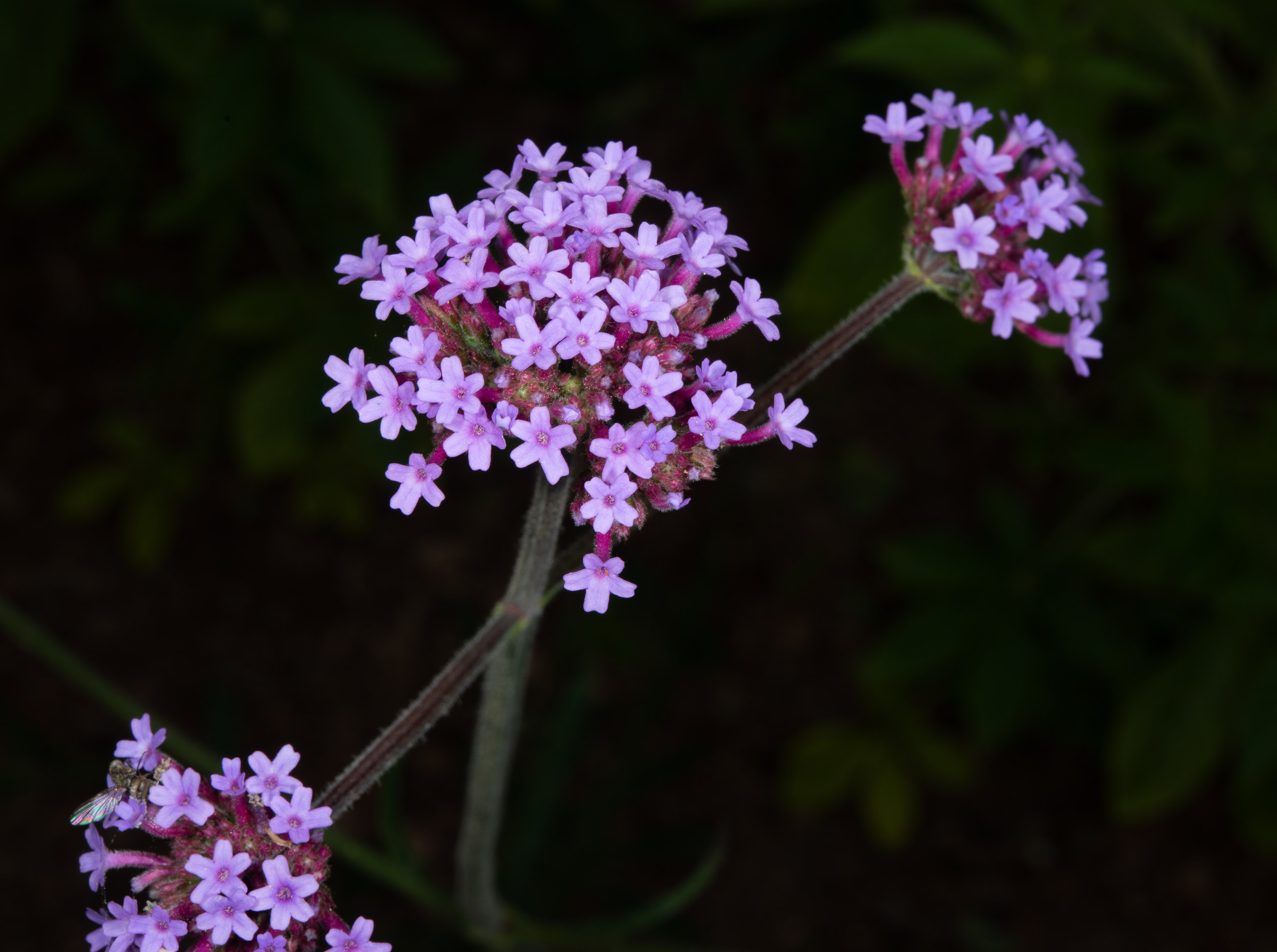 Verbena bonariensis (Purpletop Vervain)
