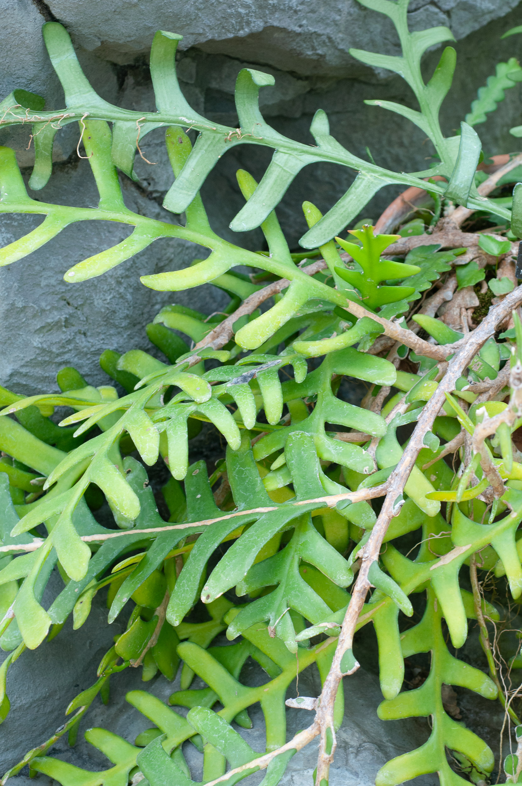 Epiphyllum anguliger (Rickrack Cactus)