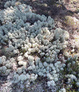 Cladina rangiferina (gray reindeer lichen, reindeer lichen, reindeer moss, greygreen reindeer lichen)