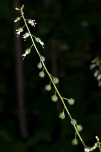 Circaea lutetiana (enchanter’s nightshade)
