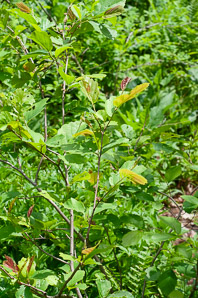 Hamamelis vernalis (ozark witchhazel, vernal witchhazel)