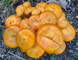 Omphalotus illudens (jack o’lantern mushroom, jack-o'-lantern mushroom)