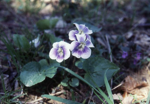Viola L. (violet)