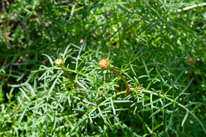 Coreopsis maritima (sea dahlia)
