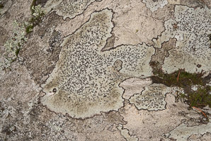 Porpidia albocaerulescens (smoky-eye boulder lichen)