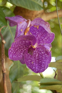 Phalaenopsis sp. (moth orchid)