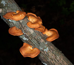 Polyporus mori (oyster mushroom)