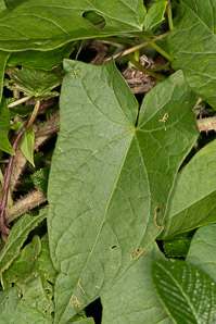 Calystegia sepium (hedge morning glory, larger bindweed, hedge bindweed, hedge false bindweed)