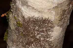 Frullania eboracensis (New York scalewort)