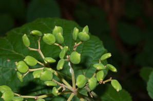 Viburnum rafinesqueanum (downy arrowwood)