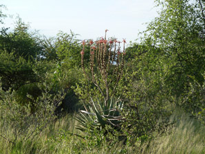 Aloe ferox (bitter aloe, red aloe, cape aloe)
