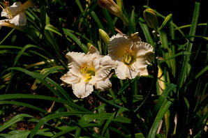 Hemerocallis L. (daylily)