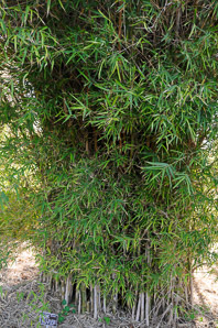Thyrsostachys oliveri (edible-seeded bamboo)