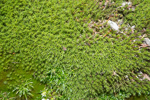 Polytrichastrum alpinum (alpine haircap moss)