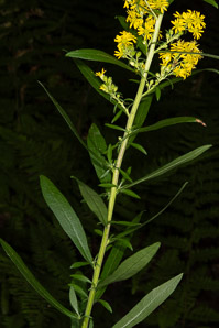 Solidago caesia (wreath goldenrod, blue-stemmed goldenrod, early goldenrod)