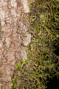 Porella navicularis (Tree Ruffle Liverwort)