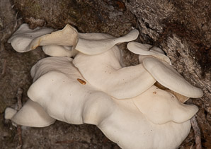 Polyporus mori (oyster mushroom)