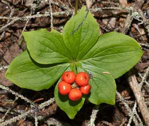 Cornus canadensis (bunchberry, Canadian dwarf cornel, Canadian bunchberry, crackerberry, bunchberry dogwood, )