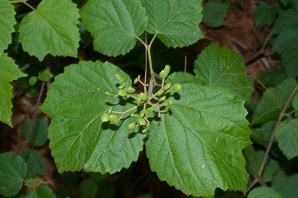 Viburnum rafinesqueanum (downy arrowwood)