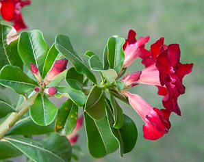 Adenium obesum (desert rose, sabi star, kudu, mock azalea, impala lily)