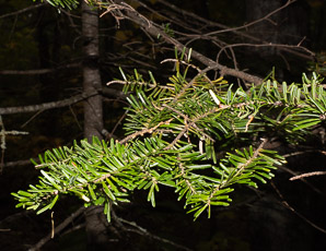 Abies balsamea (balsam fir)