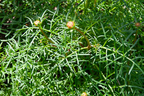 Coreopsis maritima (sea dahlia)