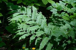 Dryopteris clintoniana (wood fern)