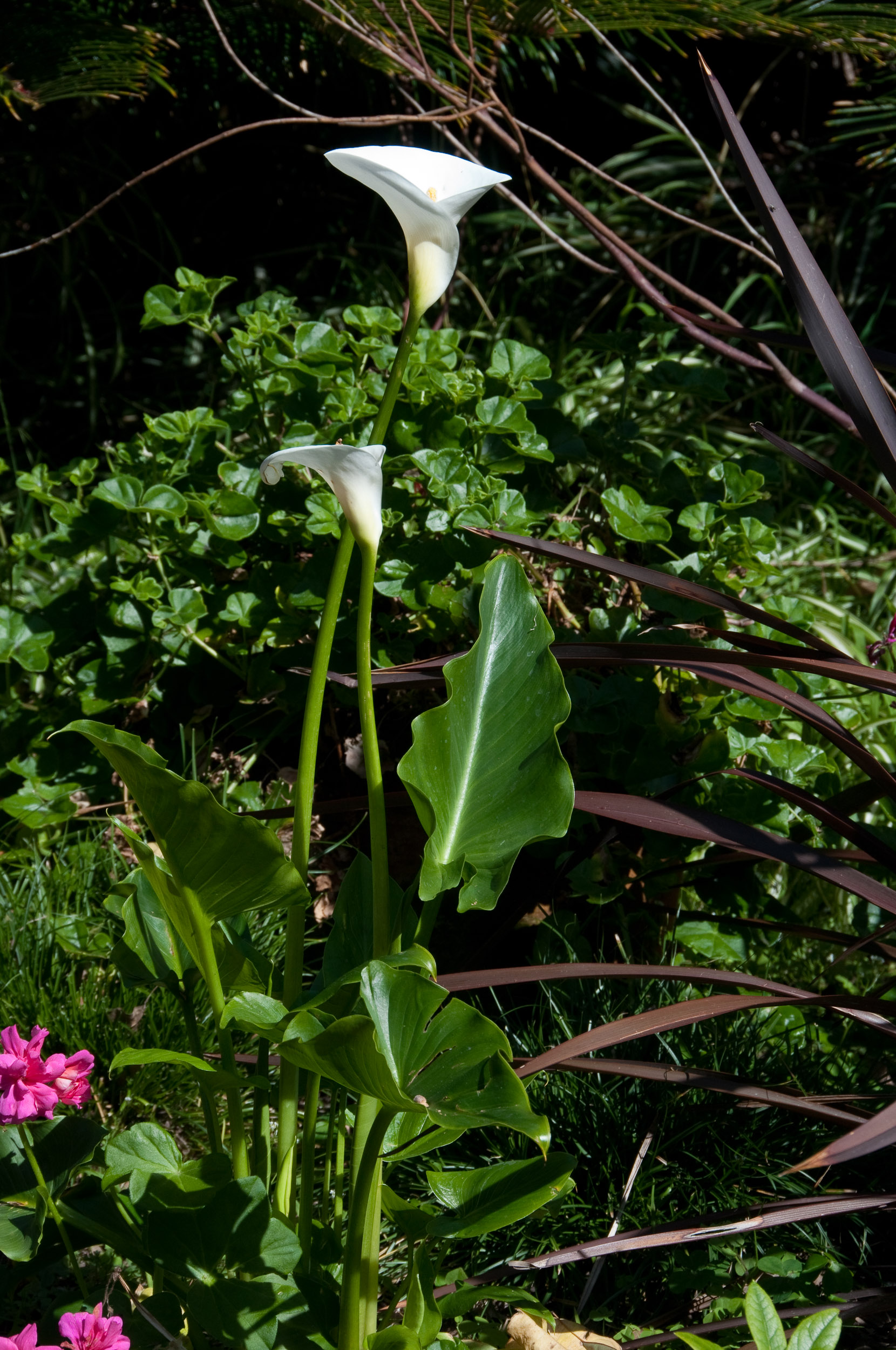 Zantedeschia Aethiopica Giant White Arum Lily zantedeschia-aethiopica-giant-white-arum-lily