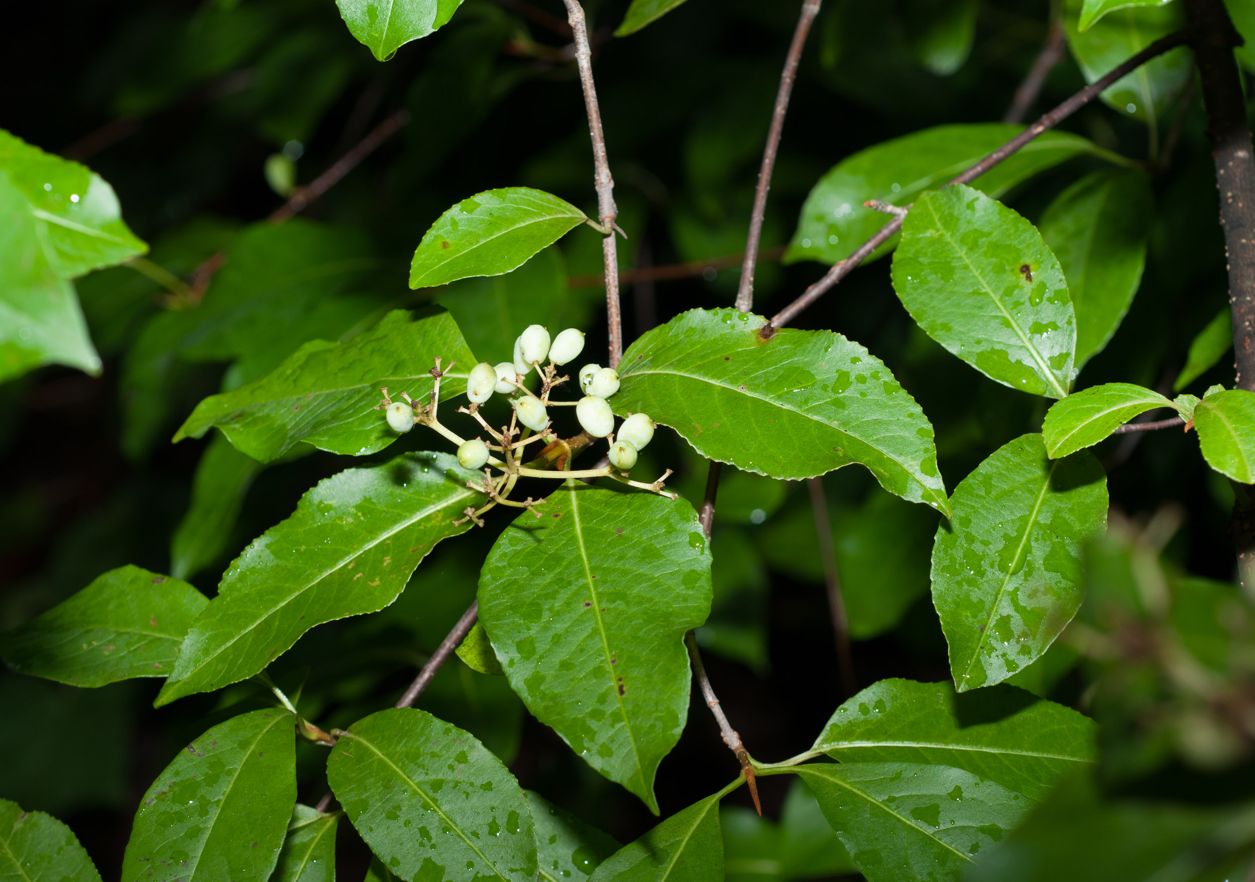 Withe Rod Viburnum nudum var. cassinoides (Witherod)