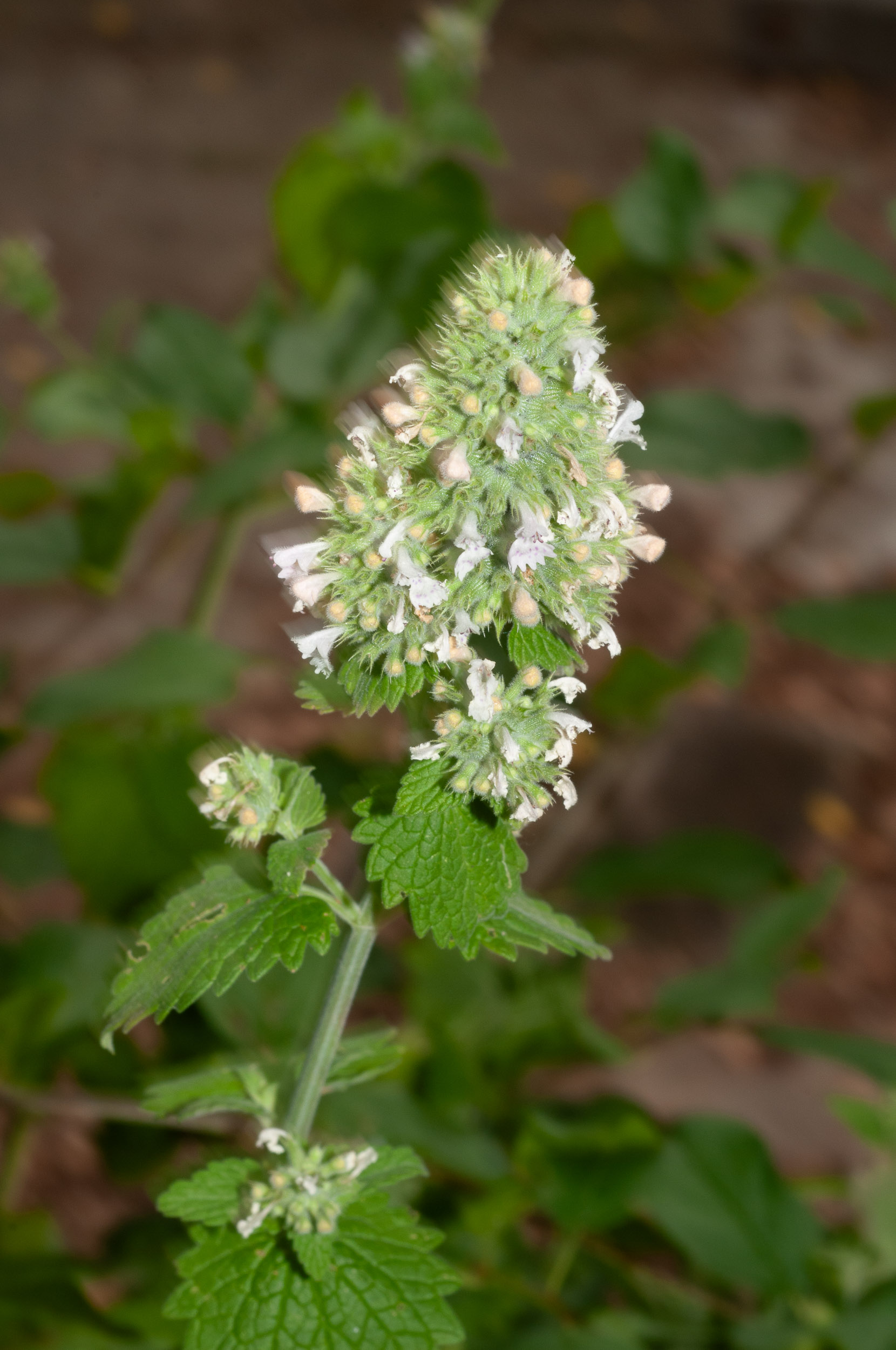 Nepeta cataria (Catnip)