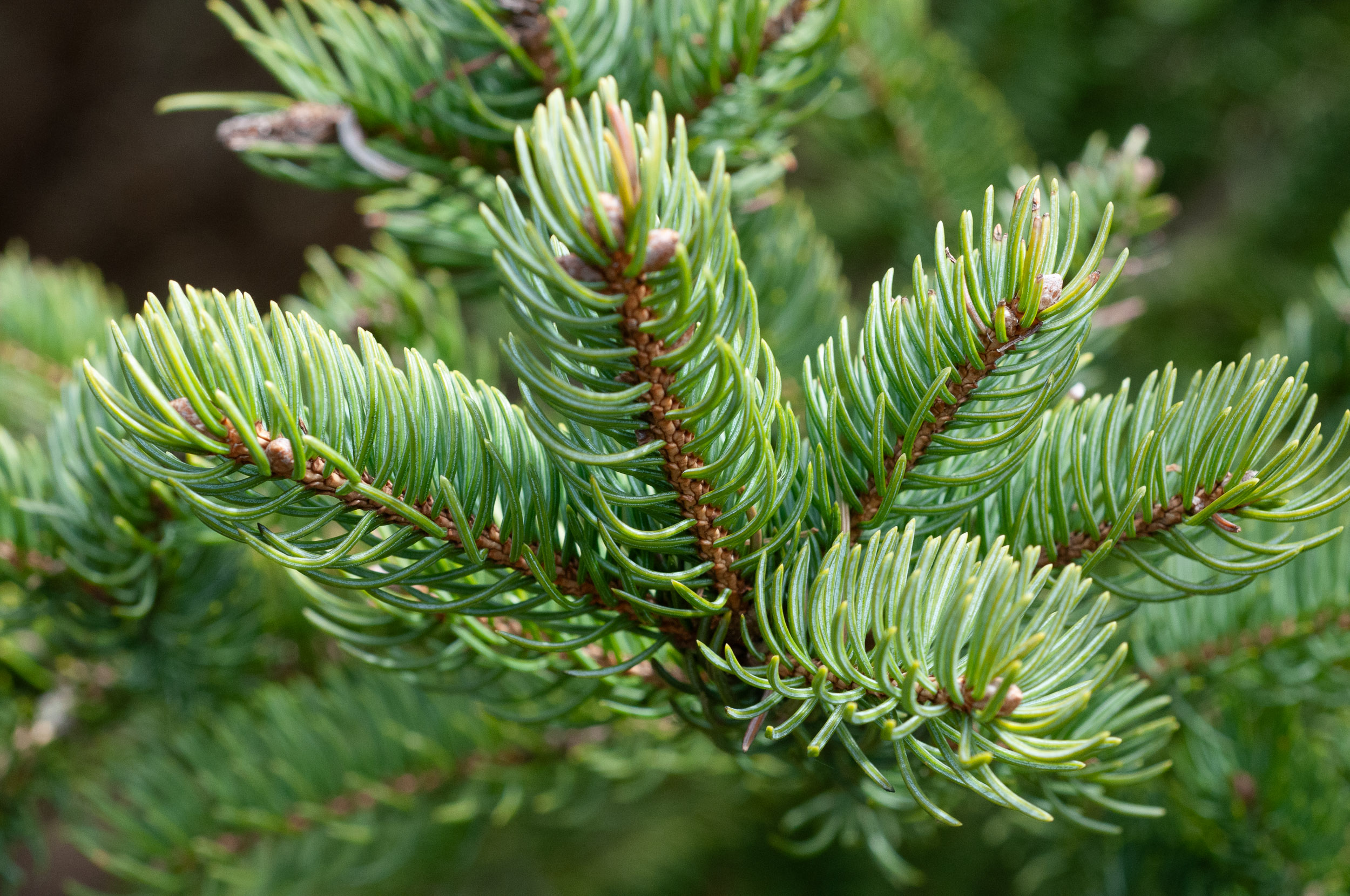 Image result for balsam fir