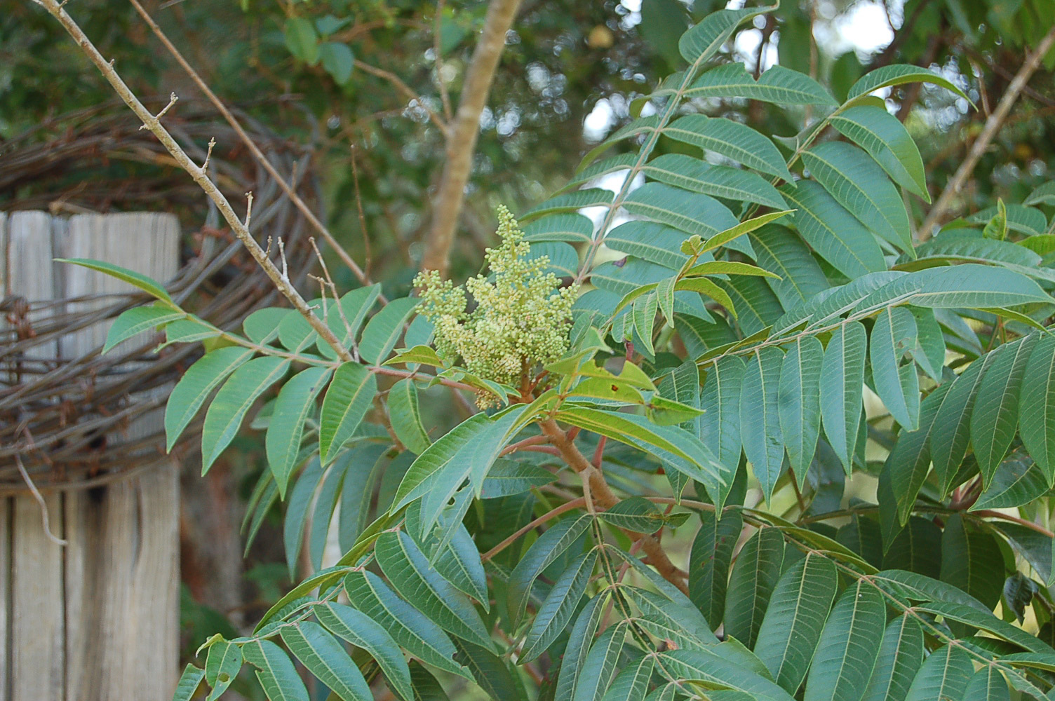 Ailanthus altissima (Tree of heaven)