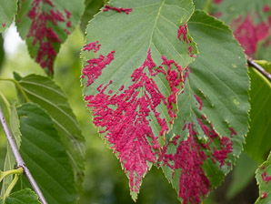 Acalitus longisetosus (red birch felt mite)