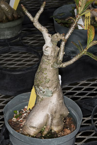 Adenium obesum (desert rose, sabi star, kudu, mock azalea, impala lily, desert-rose)