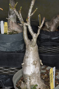Adenium obesum (desert rose, sabi star, kudu, mock azalea, impala lily, desert-rose)