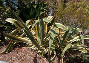 Agave americana (century plant)