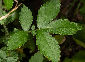 Agrimonia gryposepala (common agrimony, tall hairy agrimony, hooked agrimony, tall hairy grooveburr)