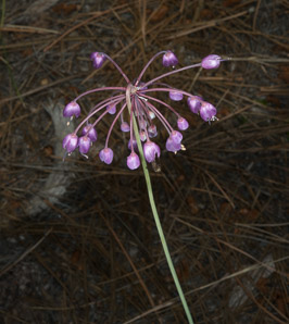 Allium cernuum (nodding onion)