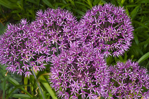 Allium giganteum (ornamental onion)