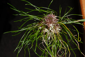 Allium vineale (field garlic, wild garlic, crow garlic)