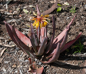 Aloe L. (aloe)