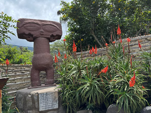 Aloe arborescens (krantz aloe, candelabra aloe)