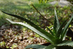 Aloe saponaria (soap aloe, zebra aloe)