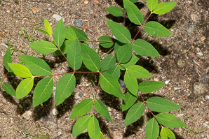Apocynum cannabinum (dogbane, amy root, hemp dogbane, prairie dogbane, Indian hemp, rheumatism root, wild cotton, Indianhemp)