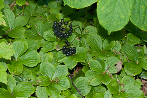 Aralia nudicaulis (wild sarsaparilla)