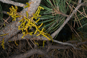 Arceuthobium